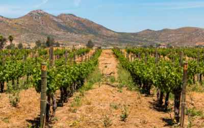 México: tierra de contrastes y viñedos