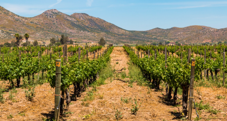 Mexico: a land of contrasts and vineyards